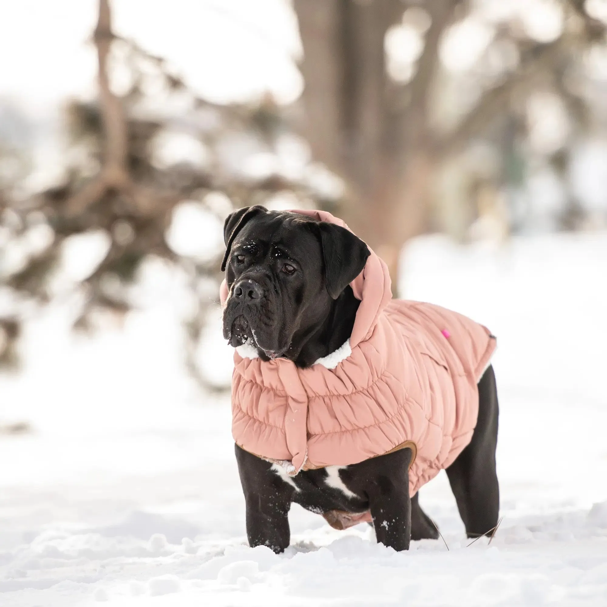 Arctic Dog Parka | Clay