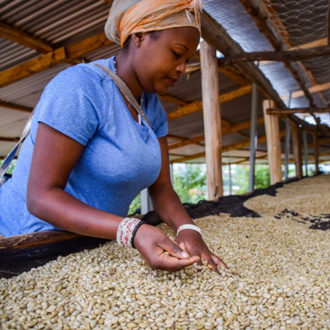 Sample Bags* - 3 X 65g Single Origin Coffees - 100% Arabica