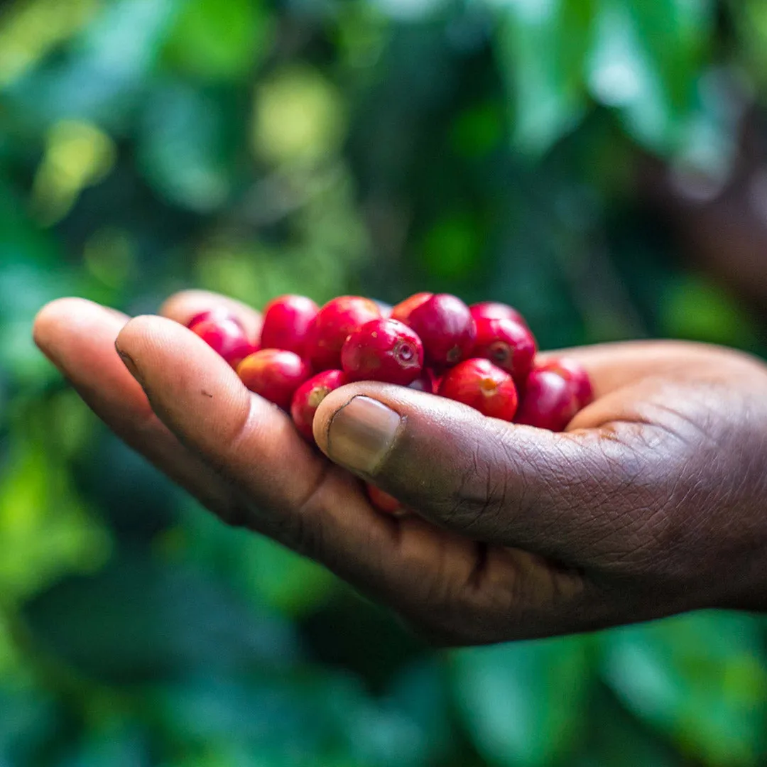 Sample Bags* - 3 X 65g Single Origin Coffees - 100% Arabica